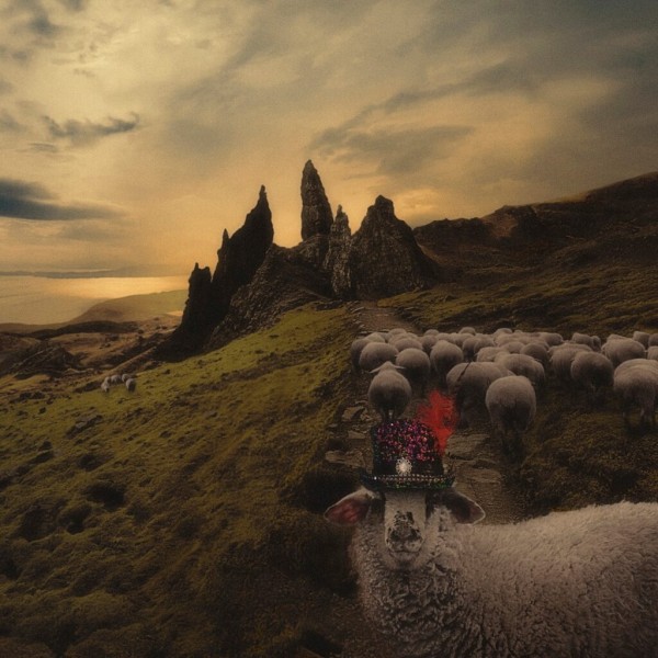 Sheeple by Franck Carducci